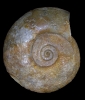 cf. Aulacostephanoides attenuatus