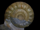 Lithacosphinctes sp.