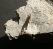 Haizahn Sphenodus