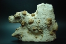 Lacunosella sp.