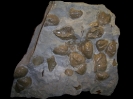 Liostrea roemeri