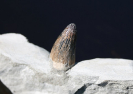 Machimosaurus (Zahn)