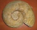 Orthaspidoceras lallierianum