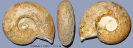 Orthaspidocheras sp.?