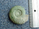 Orthosphinctes (Ardescia) desmoides