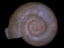 Aulacostephanoides attenuatus