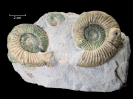 Parataxioceras schaireri und Sutneria platynota
