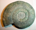 Pathologischer Orthosphinctes