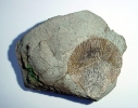 Chlamys (cf. Aequipecten) sp.