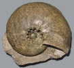 Physodoceras circumspinosum