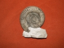 Orthosphinctes polygyratus