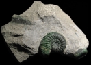 Prorasenia heeri