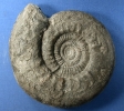Lithacosphinctes pseudoachilles2