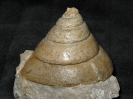 Pyrgotrochus sp.