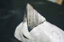Pyrgotrochus sp.