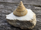 Pyrgotrochus sp.