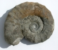 Grosser rupellense