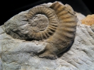 Simosphinctes tieringensis