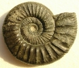 Orthosphinctes (Ardescia) proinconditus