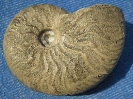 Taramelliceras cf. rigidum