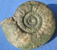 Lithacosphinctes cf. pseudoachilles