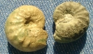 Sutneria platynota