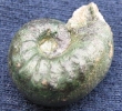 Sutneria platynota
