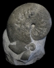 Taramelliceras subnereum