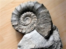 Paraspidoceras mamillanum