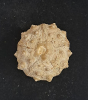 Hemicidaris hoffmanni