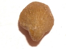 Dictyothyris kurri (Oppel)