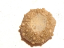 Plegiocidaris sp.