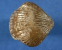 Schöne Rhynchonella