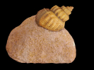 Purpurina pagoda 