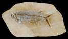 Thrissops subovatus 