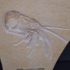 Aeger insignis