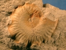 Cymaceras guembeli