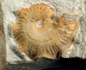 Cymaceras guembeli 2