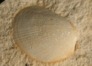 Pseudolimea sp.