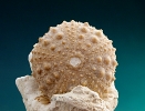 Pseudodiadema sp. ca.3,1cm Oxfordium Novion-Porcie