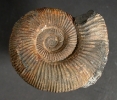 Virgatosphinctes