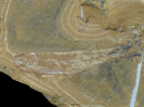 Archaeomaene tenuis (Woodward 1895)