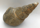 Bourgetia striata