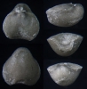 Brachiopode Nucleata nucleata (SCHLOTHEIM 1820)