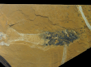 Cavenderichthys talbragarensis (WOODWARD, 1895)