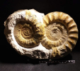 Doppelstufe Lithacosphinctes evolutus 