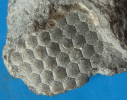 Goniolina geometrica