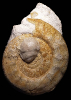 Lithacosphinctes evolutus mit xenomorpher Liostrea roemeri