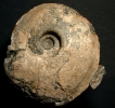 Prionodoceras serratum