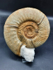 Orthosphinctes sp.